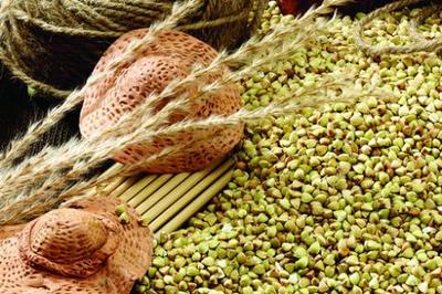 青稞 青藏高原的生命之粮与独特谷物种植