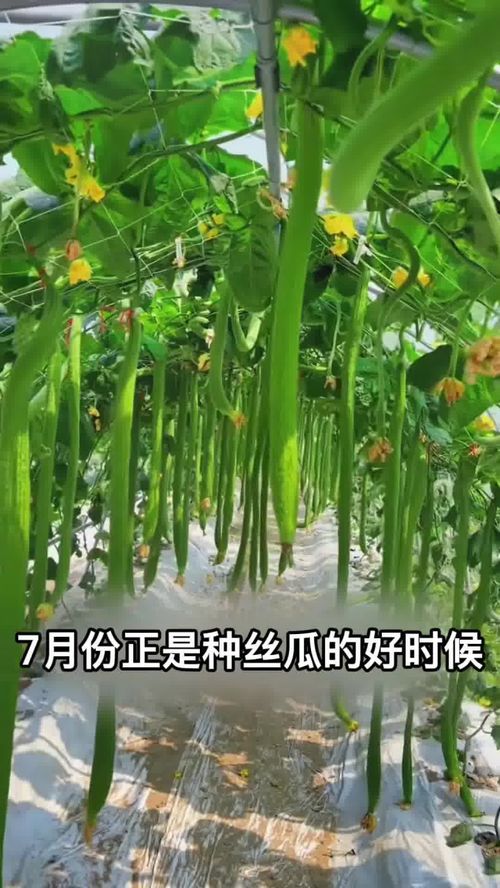 长条丝瓜 夏日庭院新宠，高产优质好种植
