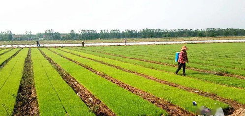 厉害了，孕育大梦想的小秧苗 沛县万亩稻田“待嫁”，打造现代农业新典范