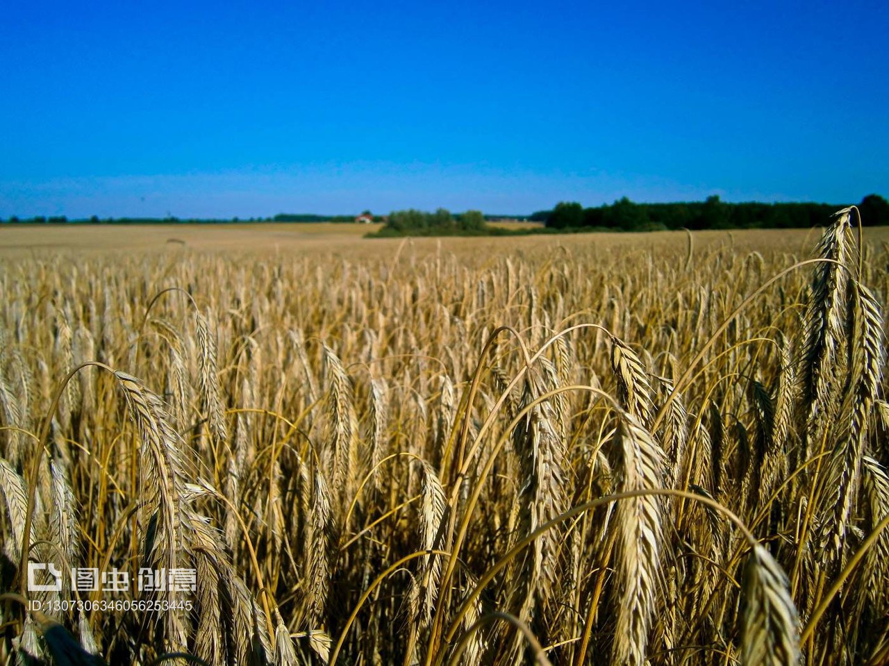 德国乌克马克地区谷物种植 传统农业与现代机遇的融合