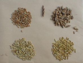 五谷丰登 探寻世界谷物图谱与种植智慧