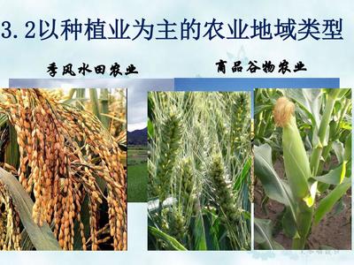 以种植业为主的农业地域类型——谷物种植之美