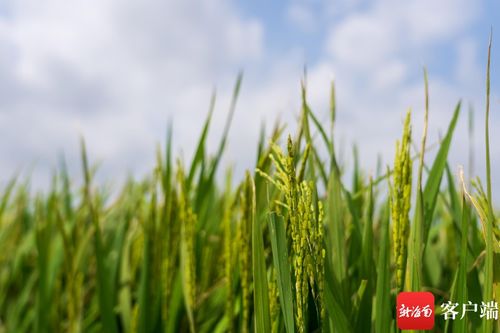 文昌冯坡 特色节仔稻产业引领撂荒地变身丰收良田
