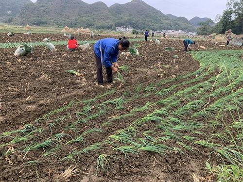 镇宁马厂镇 秋耕冬种正当时，土地轮作促增收